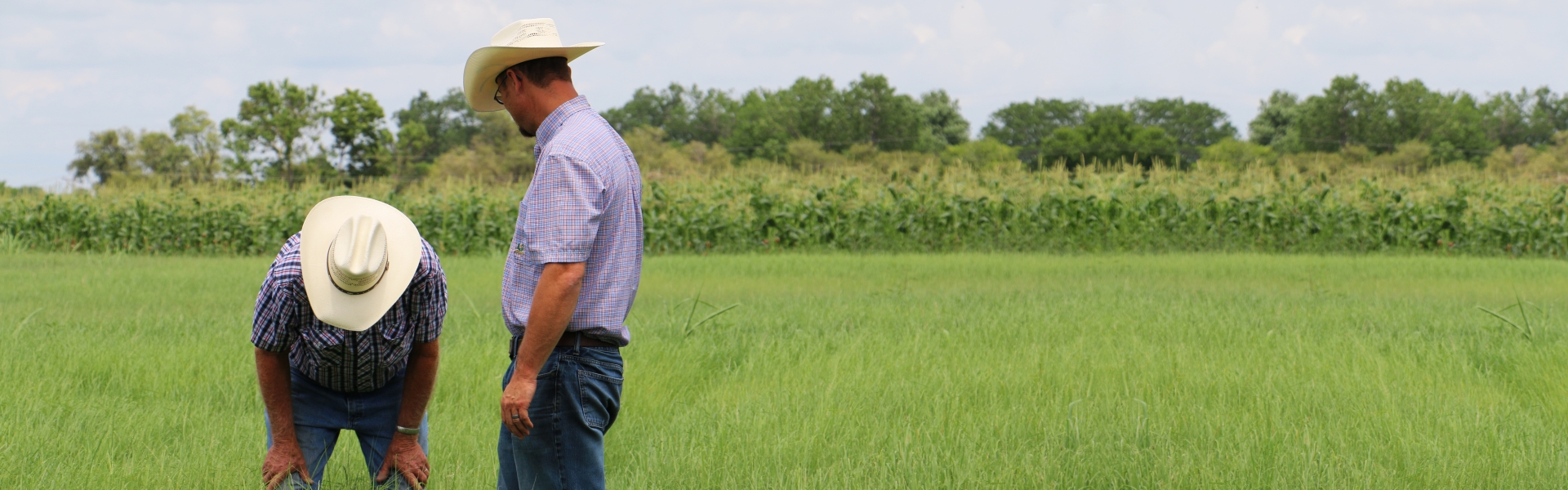 Teff header