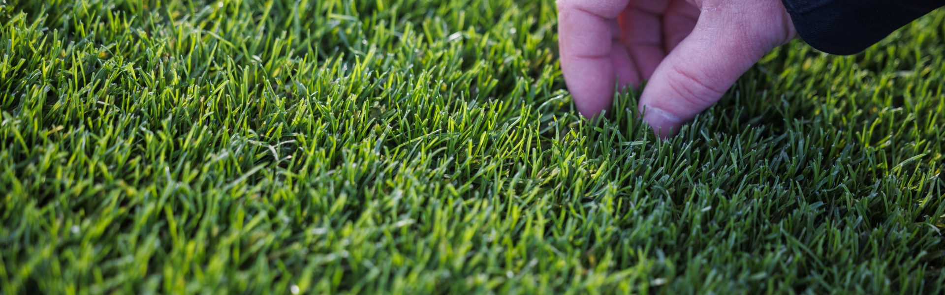 Checking grass