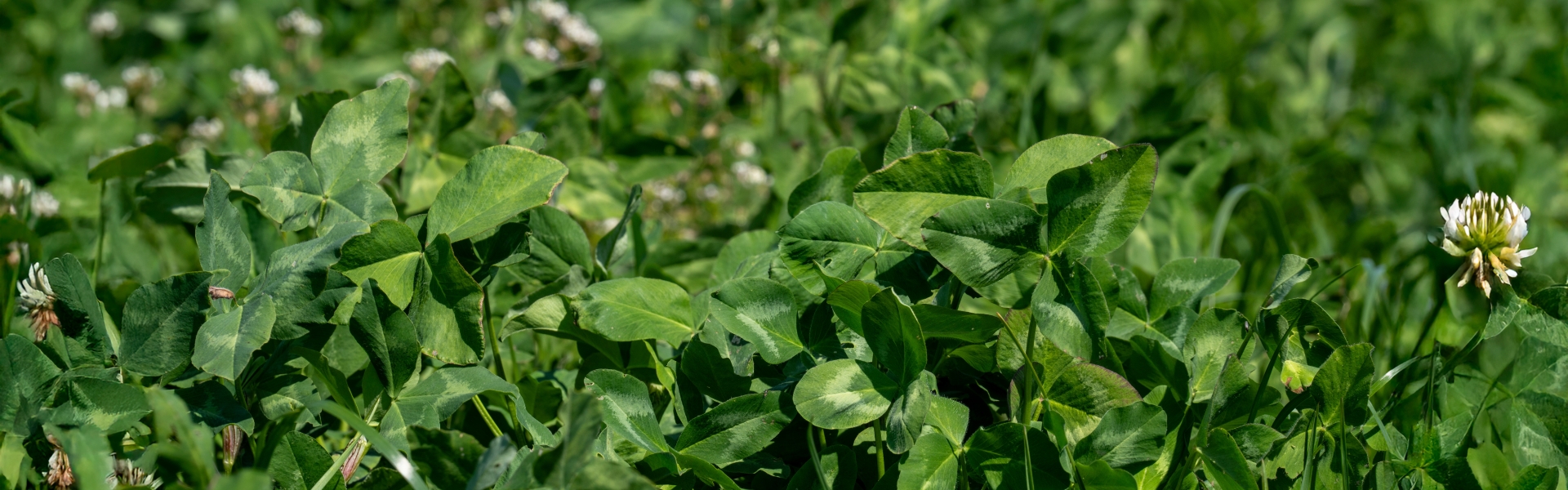 Clover