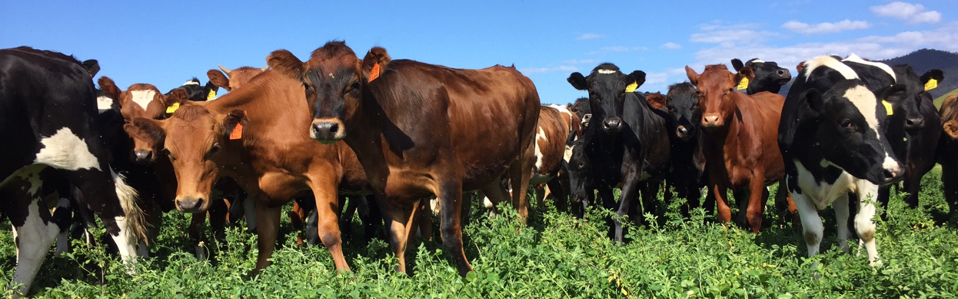 Barenbrug dairy cows lucerne