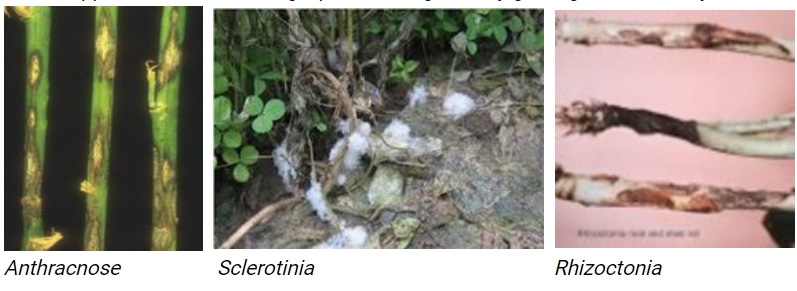 Crown and stem rot lucerne