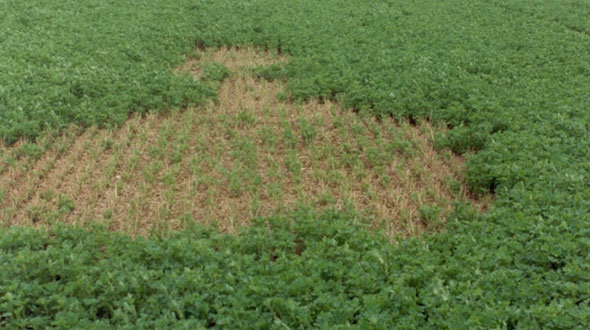 Nematodes of lucerne