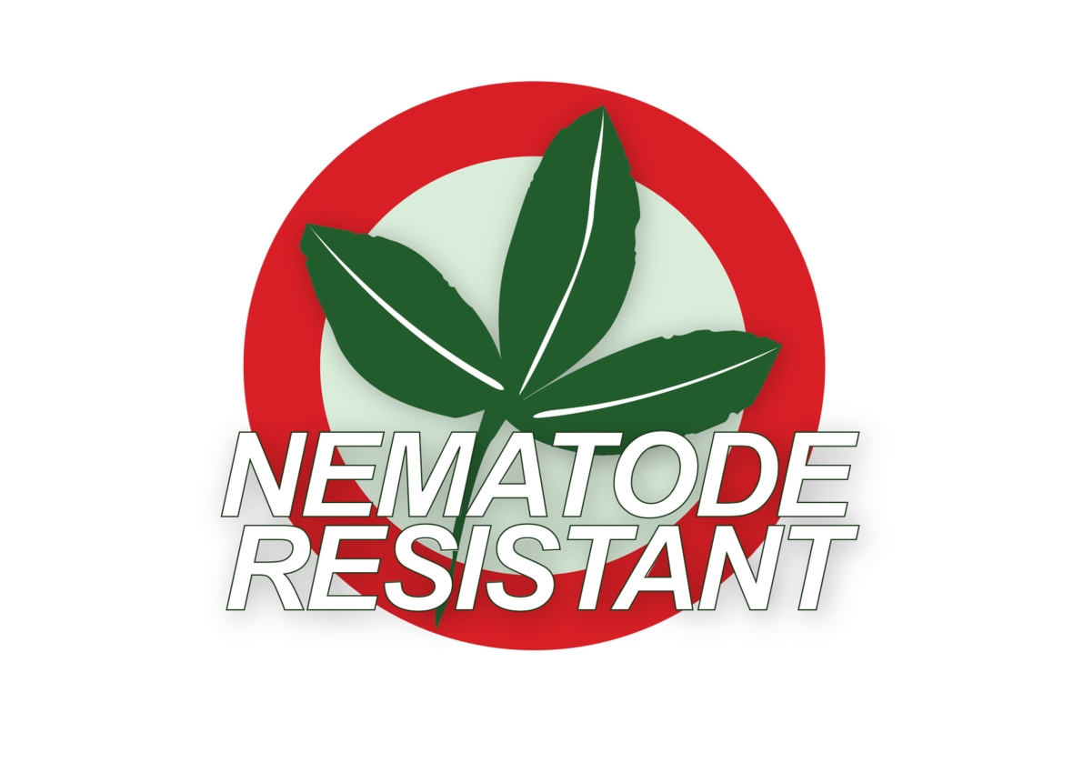 Nematode resistent