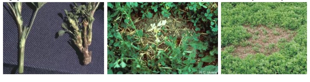 Nematodes of lucerne