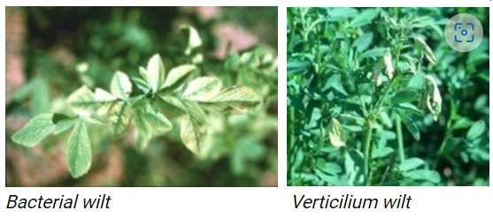 Wilt diseases