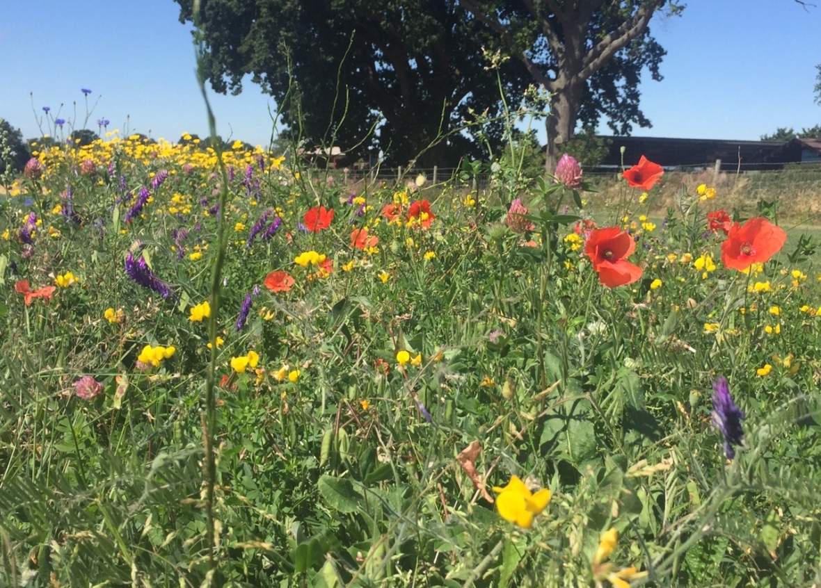 Cropvale 