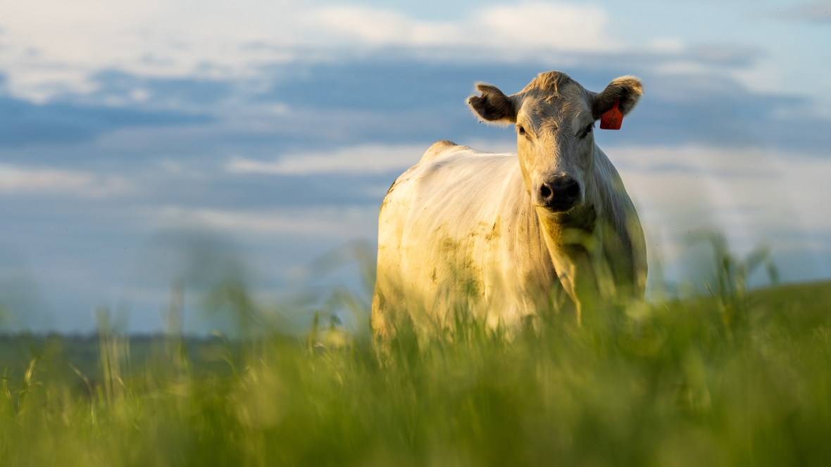 ForageNews - header - 1920x1080.jpeg