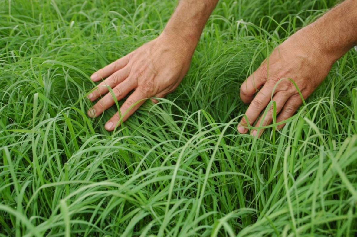 Teff hands