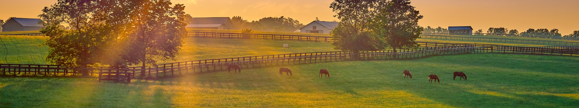 Horses