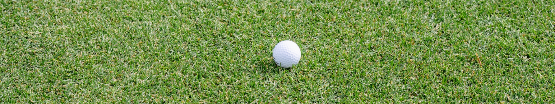 Barenbrug Golf