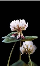 white clover