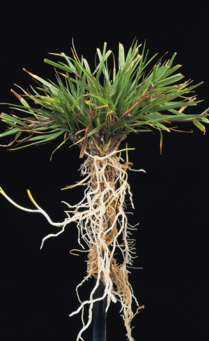 agrostcapilliaris