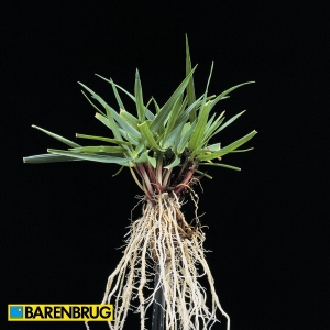 festuca arundinacea