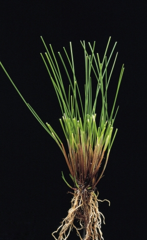 Festuca rubra rubra