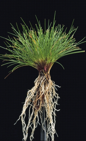 Fustuca Ovina