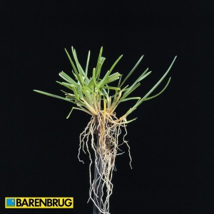 Poa Pratensis