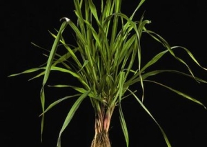 Bromus