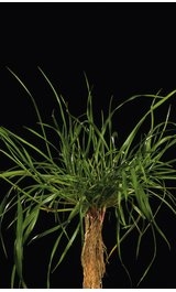 Hybrid ryegrass
