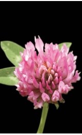 red clover
