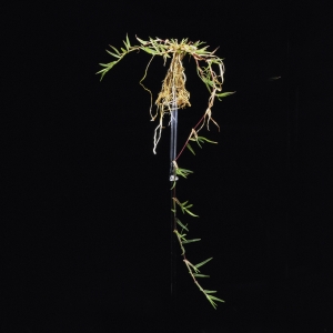 Cynodon Dactylon