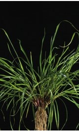 Italian ryegrass