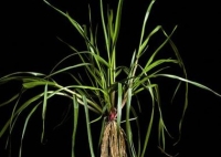 westerwold ryegrass