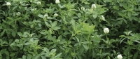 berseem clover