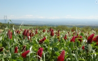 crimson clover