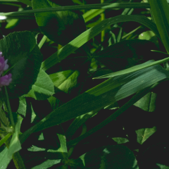 Our clover is ready for a flying start