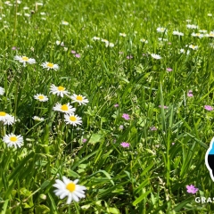 Image-Happy-Lawn-01