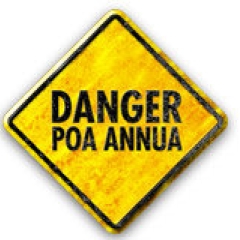 Visual_link_Poa_annua