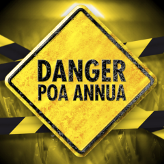 Danger Poa annua
