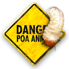 Danger-cockchafer.png